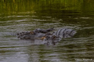 2388 Alligators, Courtship Ritual