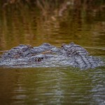 2390 Alligators, Courtship Ritual