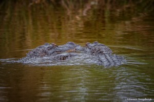 2390 Alligators, Courtship Ritual