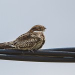 2391 Common Nighthawk (Chordeiles minor)