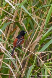 2392 Orchard Oriole (Icterus spurius)