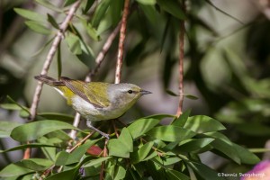 2397 Tennessee Warbler (Oreothylpic peregrinia)