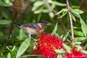 2399 Male Bay-breasted Warbler (Dendroica castanea)