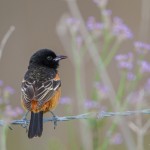 2400 Male Orchard Oriole (Icterus spurius)