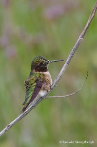2401 Female Calliope Hummingbird (Stellula calliope)