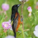 2405 Male Orchard Oriole (Icterus spurius)