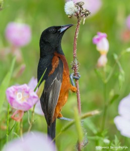 2405 Male Orchard Oriole (Icterus spurius)