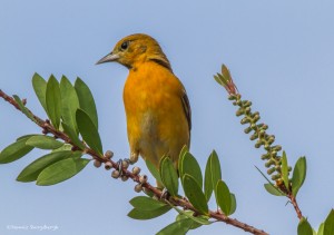 2406 Female Summer Tanager (Piranga rubra)