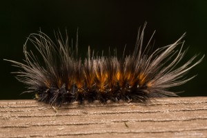 2408 Virginian Tiger Moth Caterpillar (Spilosoma virginicana)