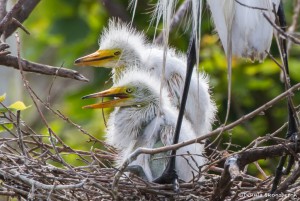 2411 Great Egret Chicks, 3 weeks