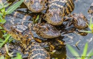 2414 Baby Alligators