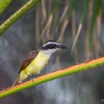 2419 Great Kiskadee (Pitangus suphuratus)