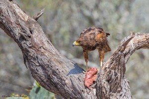 2422 Harris's Hawk (Parabuteo unicinctus)