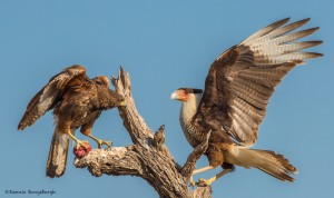 2431 Crested Caracara and Harris's Hawk Fighting over Food