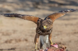 2432 Immature Harris's Hawk Feeding