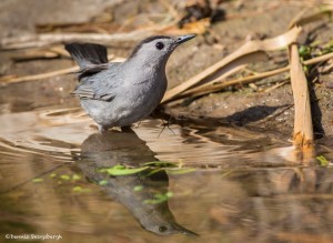 2436 Gray Catbird (Dumetella carolinensis)