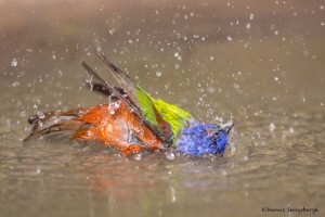 2437 Male Painted Bunting (Passerina ciris) Bathing