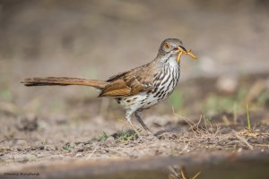 2439 Long-billed Thrasher (Toxostoma longirostre)