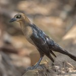 2442 Female Great-tailed Grackle (Quiscalus mexicanus)
