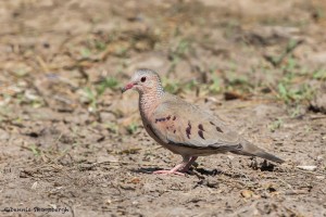 2444 Common Ground-Dove (Columbina passerina)