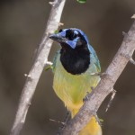 2446 Green Jay (Cyanocorax yncas)