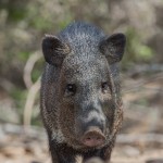 2447 Javelina (Tayassu tajacu)