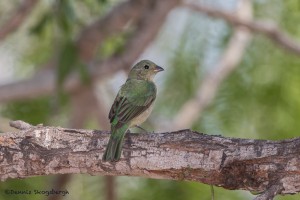 2448 Female Painted Bunting (Passerina ciris)