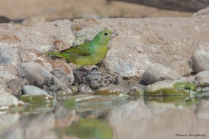 2449 Female Painted Bunting (Passerina ciris)