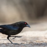 2461 Male Bronzed Cowbird (Molothrus aeneus)