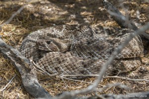 2465 Western Diamondback Rattlesnake (Crotalus atrox)