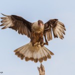 2466 Immature Crested Caracara (Caracara cheriway)