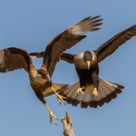 2471 Crested Caracaras