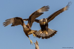 2471 Crested Caracaras