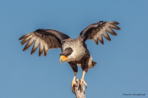 2472 Adult Crested Caracara (Caracara cheriway)