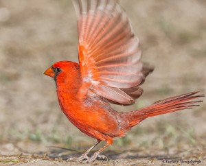 2474 Male Northern Cardinal (Cardinalis cardinalis)