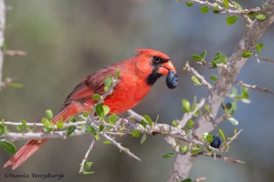 2476 Male Northern Cardinal (Cardinalis cardinalis)
