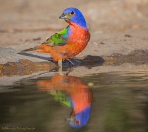 2479 Male Painted Bunting (Passerina ciris)