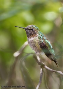 2486 Rufous Hummingbird (Selasphorus rufous)