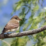 2490 Eastern Wood-Pewee (Contopus virens)