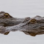 2492 Alligators, Courtship Ritual