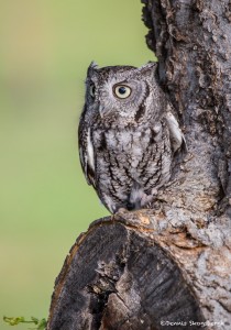 2495 Eastern Screech-Owl (Megascops asio)