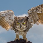 2497 Great Horned Owl (Bubo virginianus)