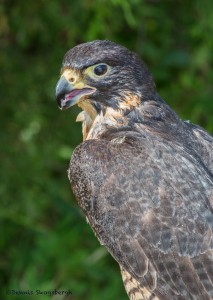 2498 Peregrine Falcon (Falco peregrinus)