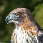 2499 Red-tailed Hawk (Buteo jamaicensis)