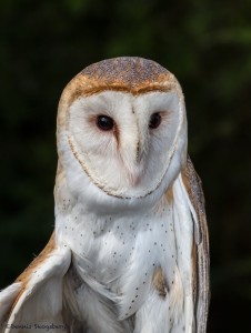 2500 Barn Owl (Tyto alba)