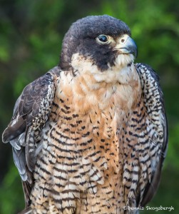 2503 Peregrine Falcon (Falco peregrinus)