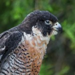 2506 Peregrine Falcon (Falco peregrinus)