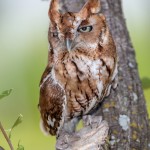 2507 Eastern Screech-Owl (Megascops asio) Red Phase