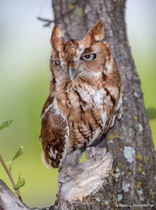 2507 Eastern Screech-Owl (Megascops asio) Red Phase