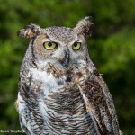 2508 Great Horned Owl (Bubo virginianus)